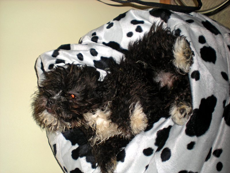 My little puppy