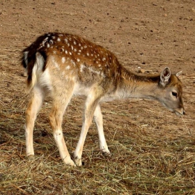 Бамби