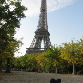 The Dog & The Aifel Tower