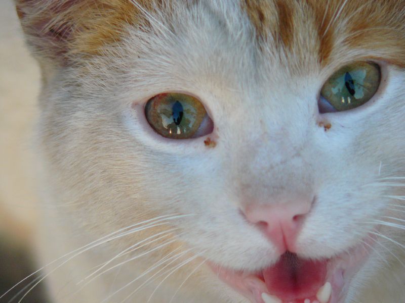 котешки историй
