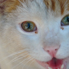 котешки историй
