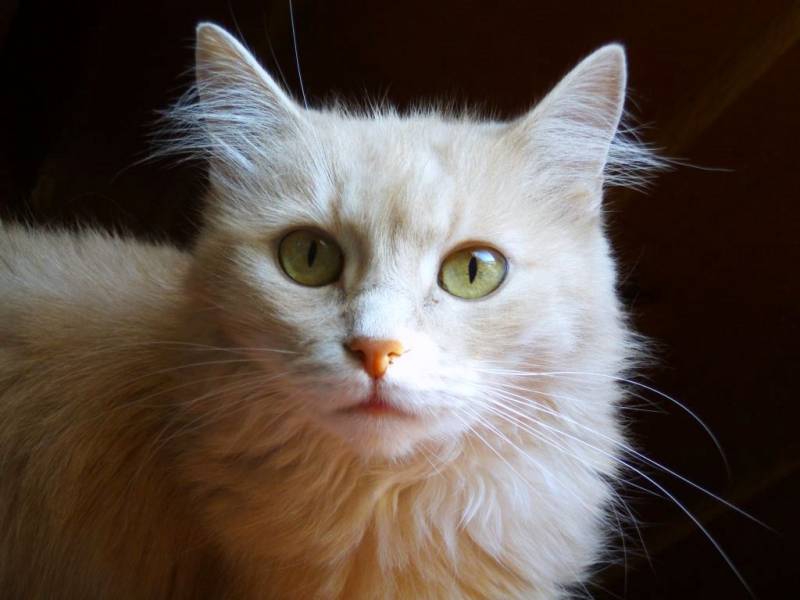 Нашата котка - Микаела