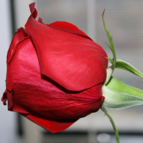 Roza