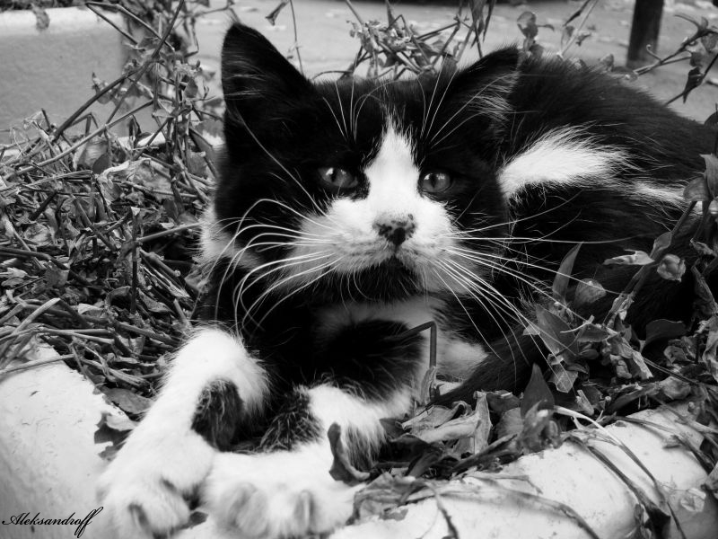 Котенце