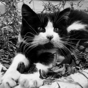 Котенце