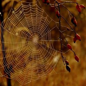 The NET