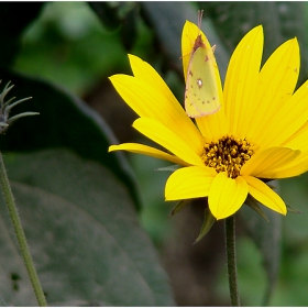 FLOWER...