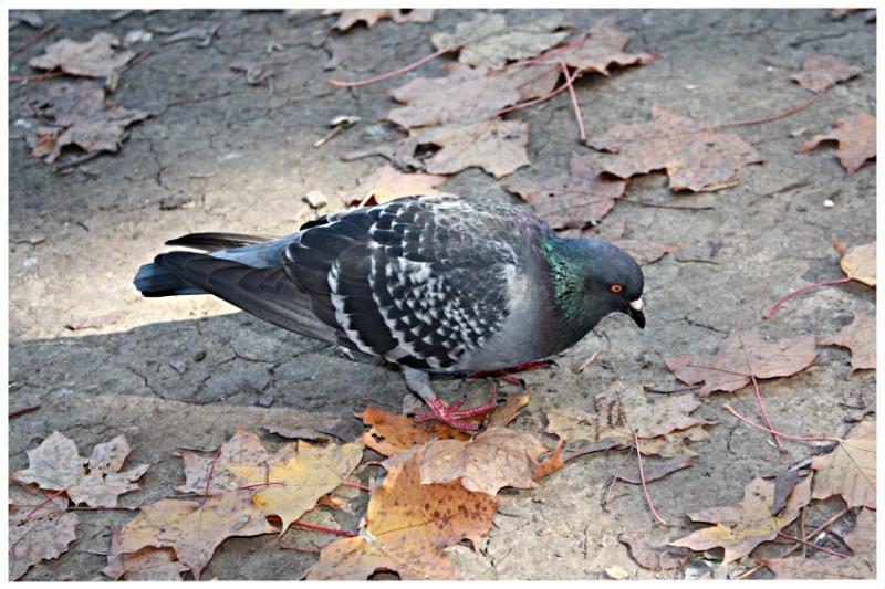 Pidgin