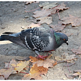 Pidgin