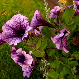 petunias