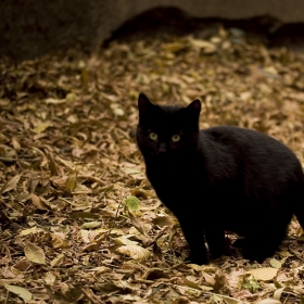 Black Cat