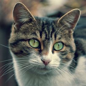 Котка върху студен ламаринен покрив