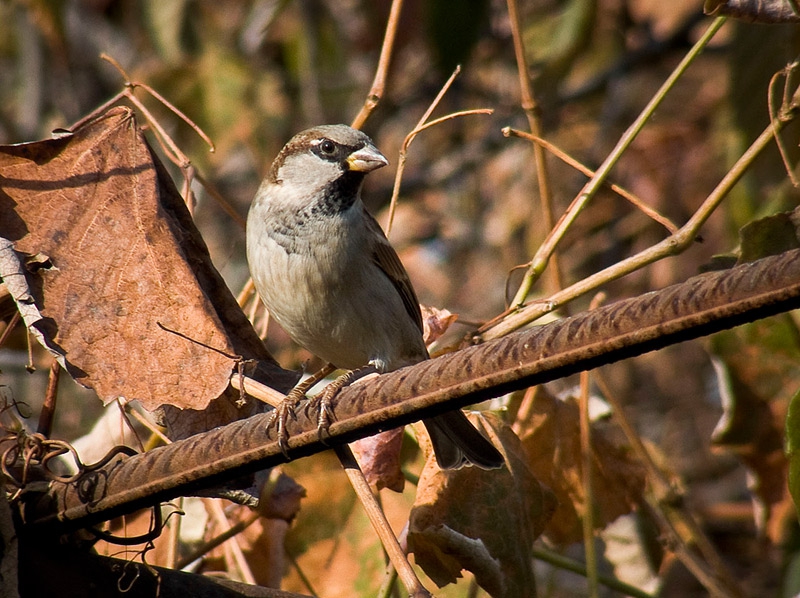 Поредното полско врабче -  Passer montanus