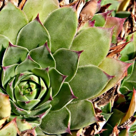 priroden  red