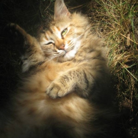 коте