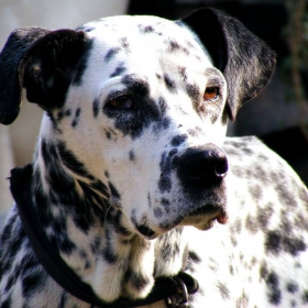 My Dog