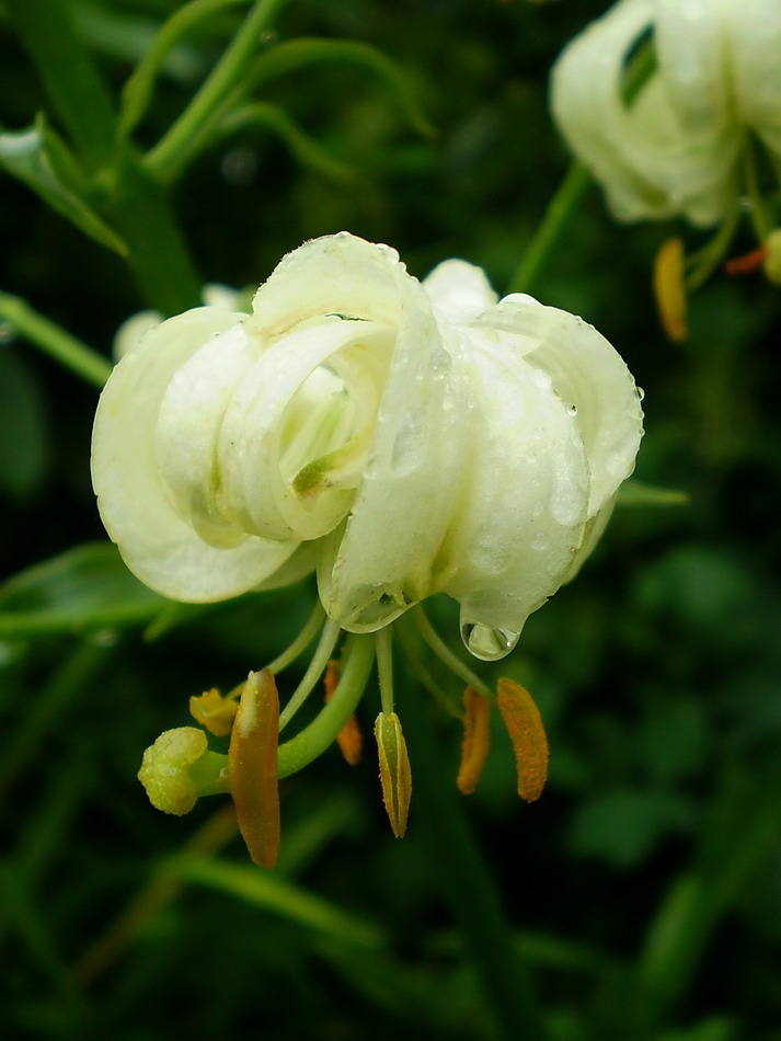 Fragility