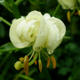 Fragility