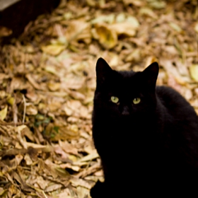 Black Cat