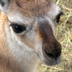 Lama