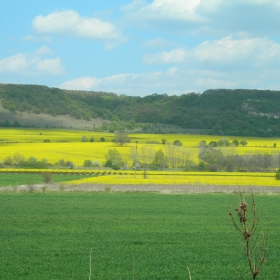 fields of gold