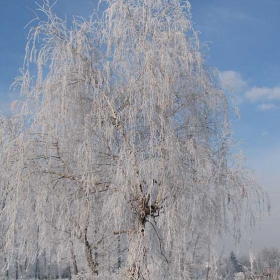 бялата красавица