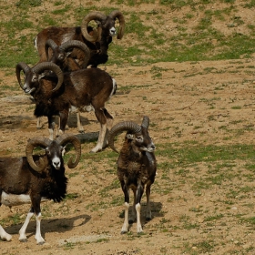 Муфлон (Ovis aries)