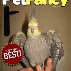 PetFancy