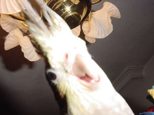 Papagala mi {crazy pic}