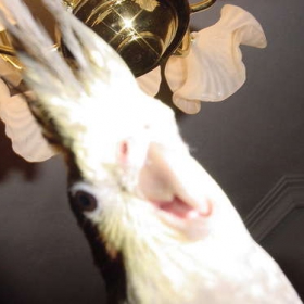 Papagala mi {crazy pic}