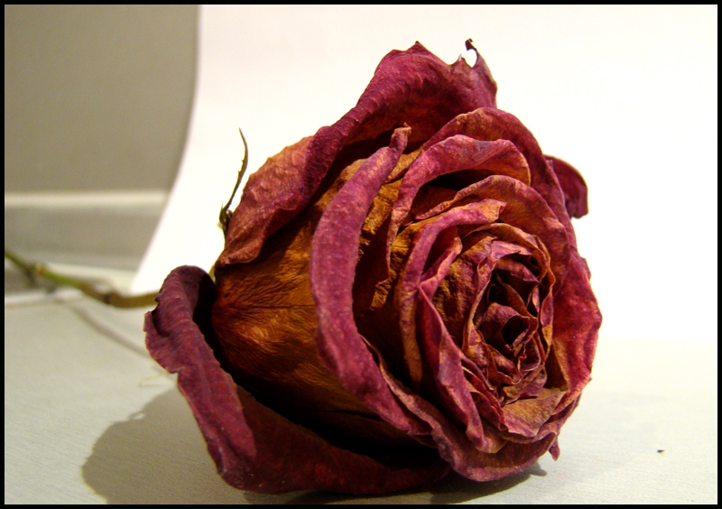 rose