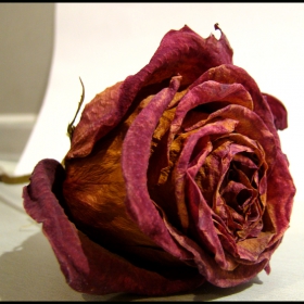 rose