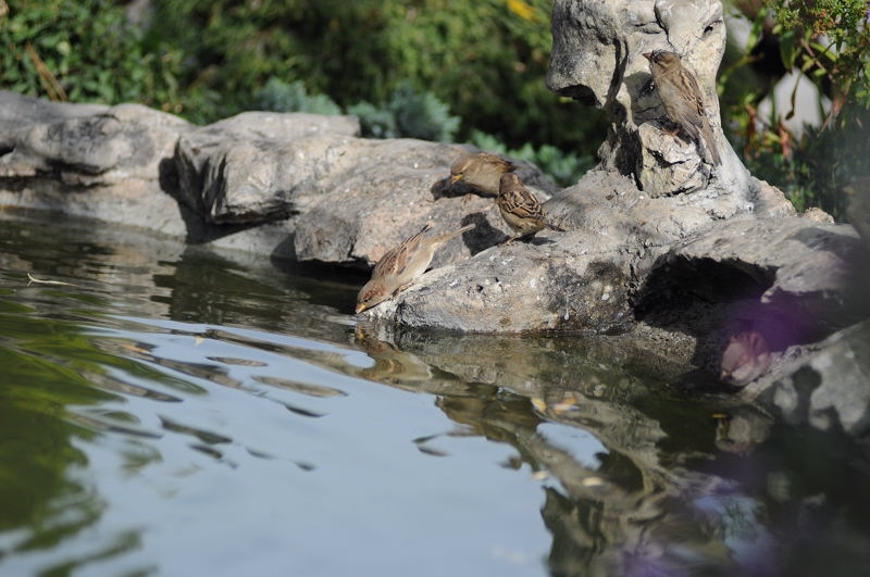 водопой