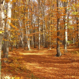 златни буки във 