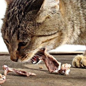 Котенце... или Хищникът 2