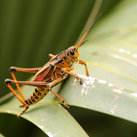 Grasshopper