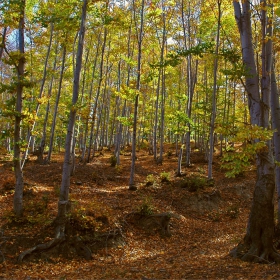 Есенна гора