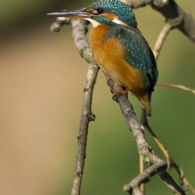 Земеродно рибарче / Alcedo atthis /