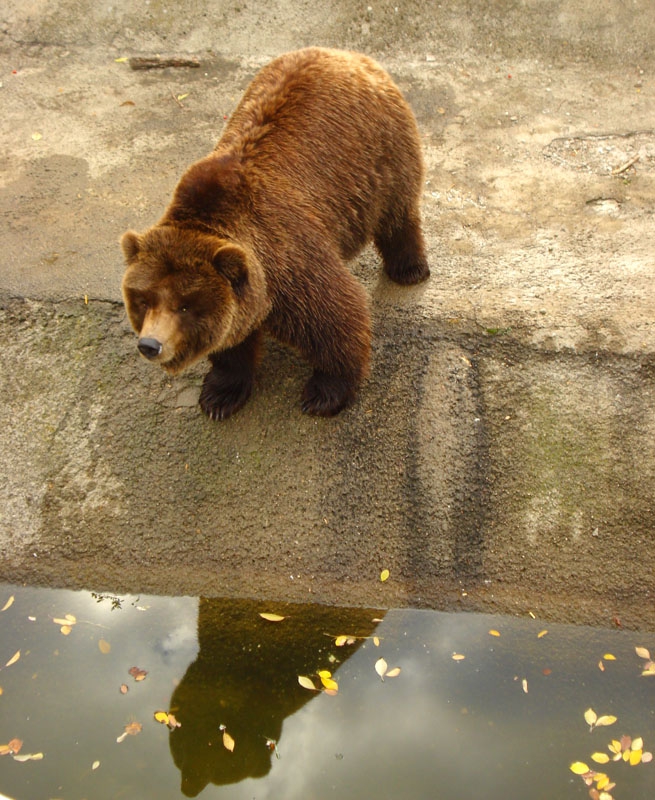 водно огледало