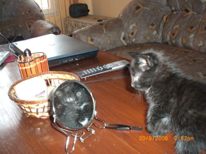 Коте Лу