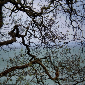Through the branches