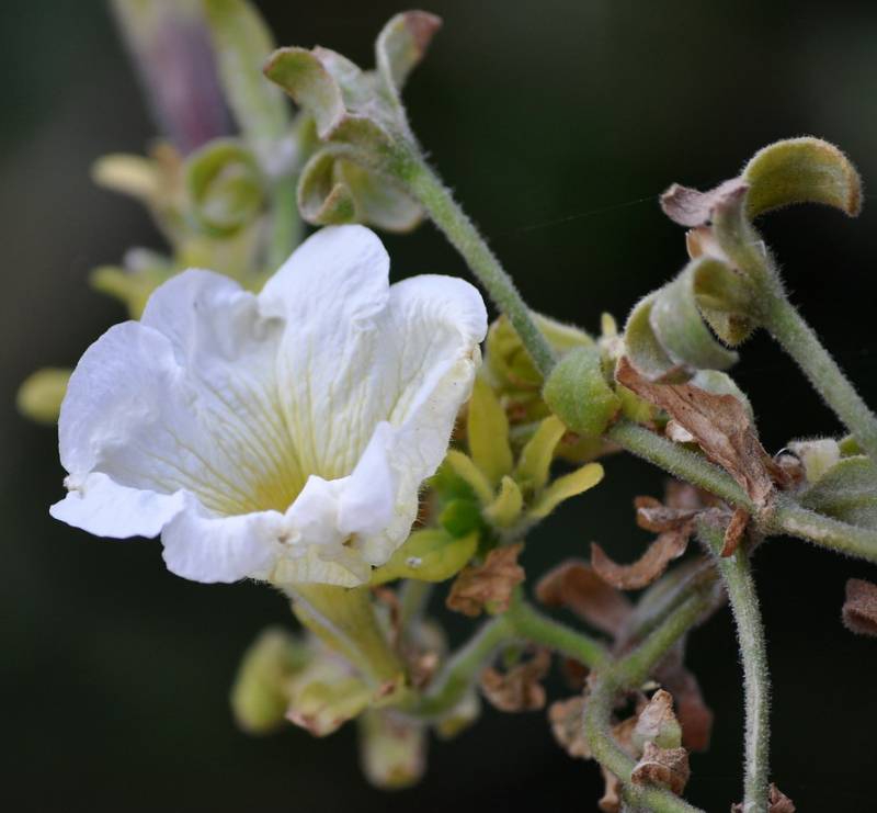 petunia