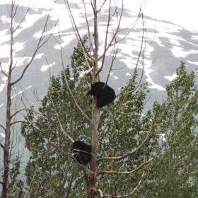 Black bears on the tree