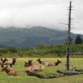 Alaska wildlife