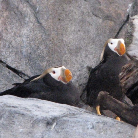 Puffins