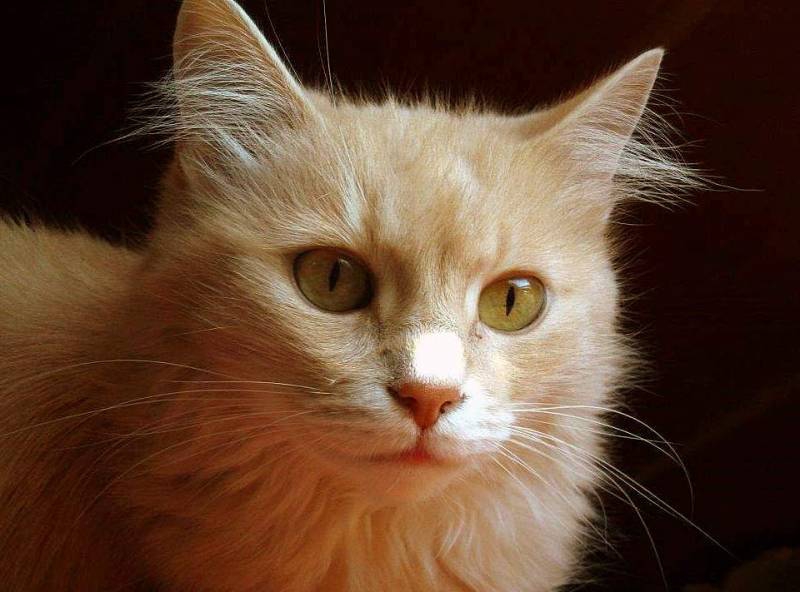 Портрет на едно  коте - Микаела