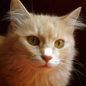 Портрет на едно  коте - Микаела