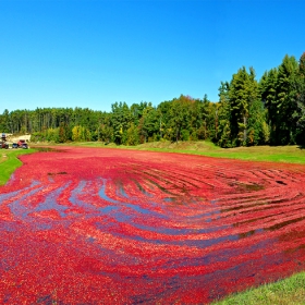 Cranberry Field