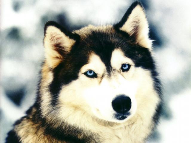 Сибирско хъски