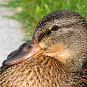 Portret na edna izkliuchitelna patica